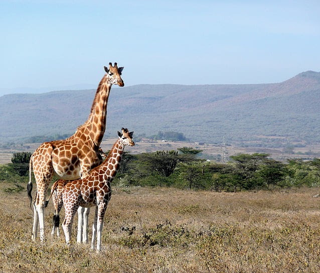Live Animal Cameras